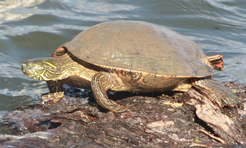 Pseudemys texana