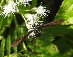 Horama plumipes