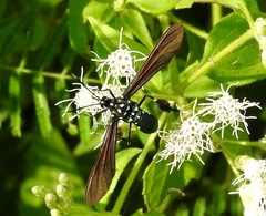 Horama plumipes