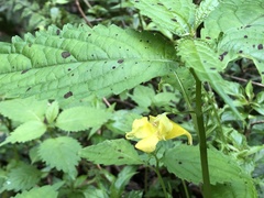 Impatiens tayemonii