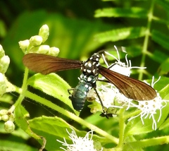 Horama plumipes