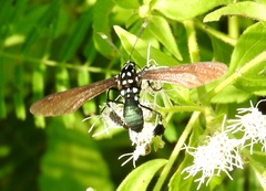 Horama plumipes