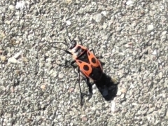 Pyrrhocoris apterus