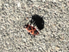 Pyrrhocoris apterus
