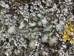 Pleurosticta acetabulum