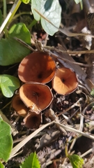 Dumontinia