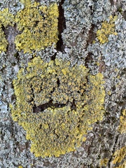 Xanthoria parietina