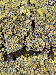 Xanthoria parietina