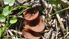 Dumontinia