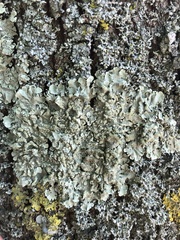 Flavoparmelia soredians