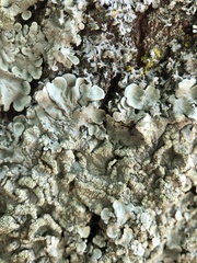 Flavoparmelia soredians