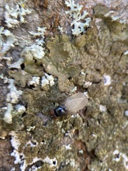 Diptera