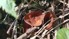 Dumontinia