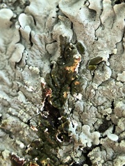Flavoparmelia soredians