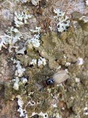 Diptera