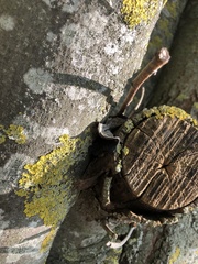 Auricularia auricula-judae