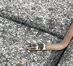 Sibynophis subpunctatus