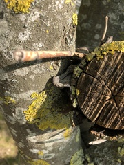 Auricularia auricula-judae