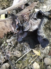 Auricularia auricula-judae