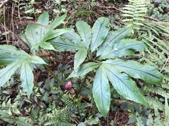 Arisaema ilanense