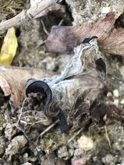 Auricularia auricula-judae