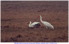 Leucogeranus leucogeranus