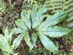 Arisaema ilanense