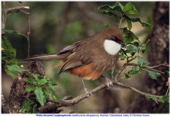 Pterorhinus albogularis