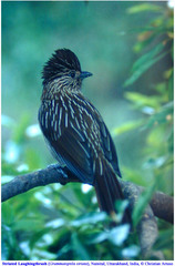 Grammatoptila striata