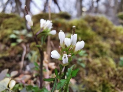 Cardamine hirsuta