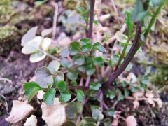 Cardamine hirsuta