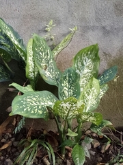 Elaeagnus × ebbingei