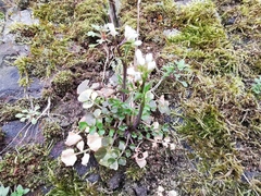 Cardamine hirsuta