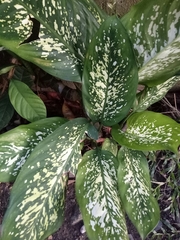 Elaeagnus × ebbingei
