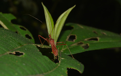 Ricolla pallidinervis