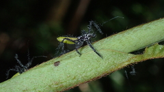 Aristathlus iopterus