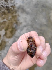 Dytiscus circumflexus