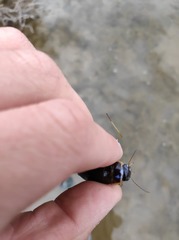 Dytiscus circumflexus