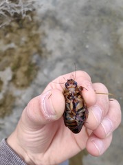 Dytiscus circumflexus