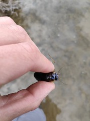 Dytiscus circumflexus