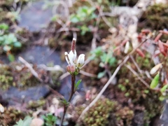 Cardamine hirsuta