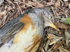Turdus hortulorum