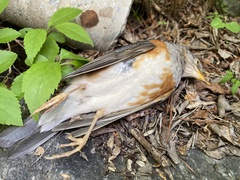 Turdus hortulorum