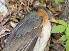 Turdus hortulorum