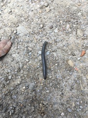 Ommatoiulus sabulosus aimatopodus