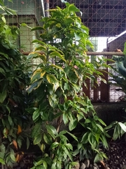 Elaeagnus × ebbingei