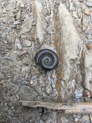 Ommatoiulus sabulosus aimatopodus