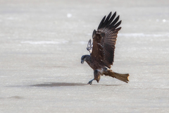 Milvus migrans