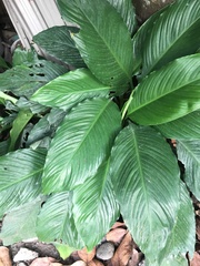 Spathiphyllum wallisii