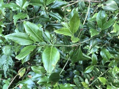Euonymus spraguei